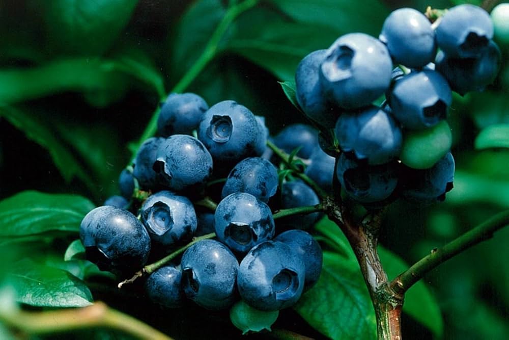 Amazon | ブルークロップ[寒冷地向けハイブッシュ系ブルーベリー